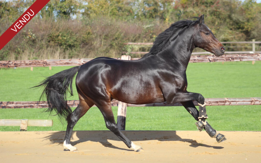 Embryon: Veldora du Mystère (Mexico) et Kaiser Storm Alias (Conthargos)